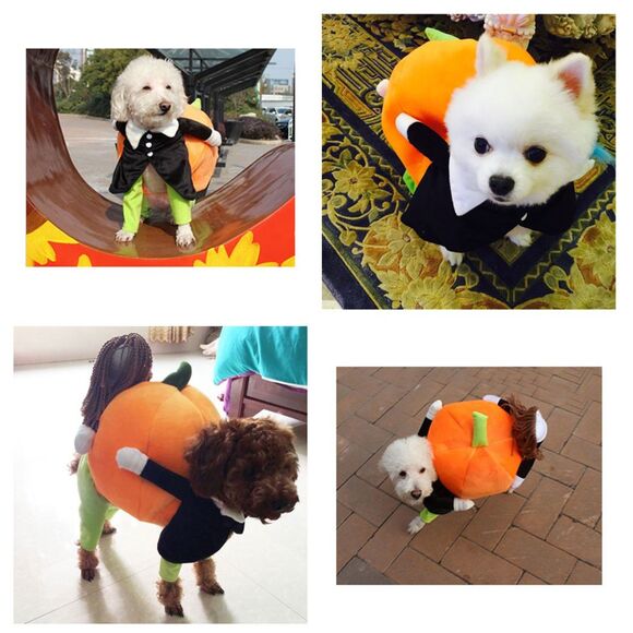 Dog Cat Halloween Costume Premium Pumpkin Funny Costume Small Breed Sz M - Picture 2 of 10